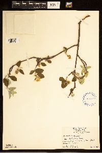 Amelanchier humilis image