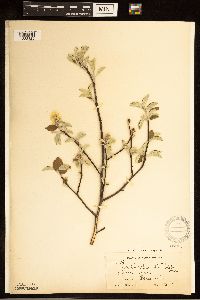 Amelanchier humilis image