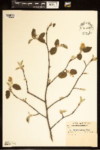 Amelanchier humilis image