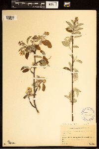 Amelanchier humilis image