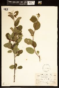 Amelanchier humilis image