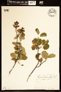 Amelanchier humilis image