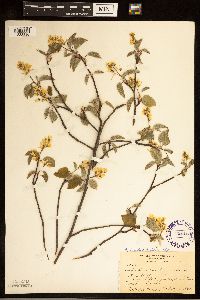 Image of Amelanchier laevis x humilis
