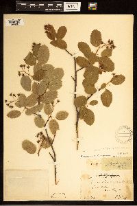 Image of Amelanchier interior x sanguinea