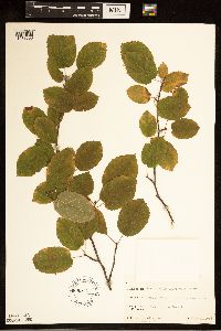 Amelanchier arborea x canadensis image