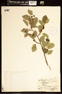 Thumbnail image of current specimen