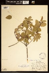 Amelanchier spicata image