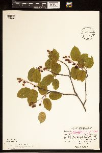 Amelanchier spicata image