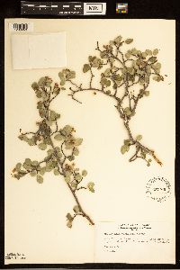 Amelanchier utahensis image