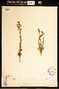 Chamaerhodos erecta image