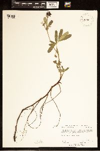 Comarum palustre image