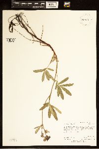 Comarum palustre image