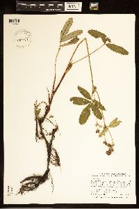 Comarum palustre image