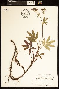 Comarum palustre image