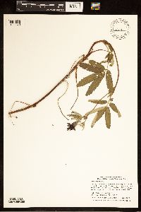 Comarum palustre image