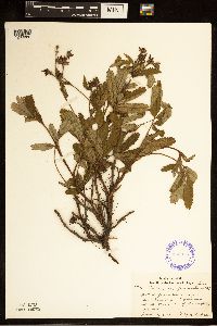 Comarum palustre image