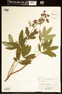 Comarum palustre image