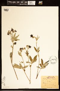 Comarum palustre image