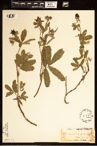 Comarum palustre image