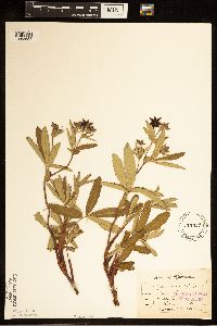 Comarum palustre image