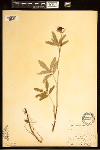 Comarum palustre image