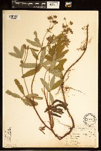 Comarum palustre image