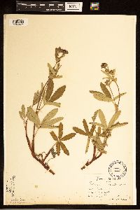 Comarum palustre image