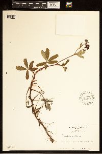 Comarum palustre image