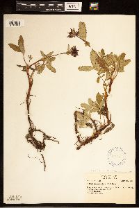 Comarum palustre image