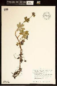 Comarum palustre image