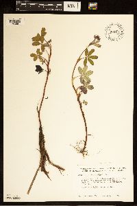 Comarum palustre image