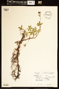 Comarum palustre image