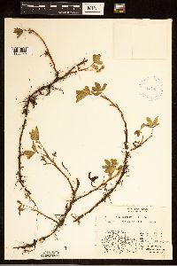 Comarum palustre image