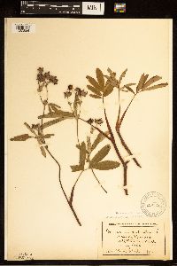 Comarum palustre image