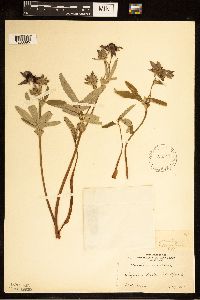 Comarum palustre image