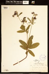 Comarum palustre image