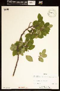 Media resource of Cotoneaster lucidus