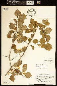 Crataegus macrosperma image