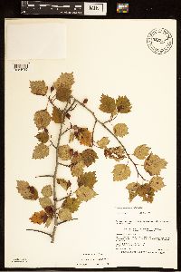 Crataegus macrosperma image