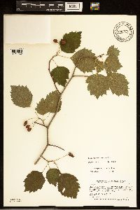 Crataegus macrosperma image