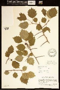 Crataegus macrosperma image