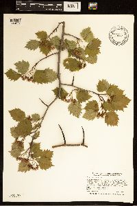 Crataegus macrosperma image