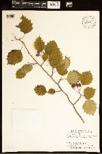 Crataegus macrosperma image