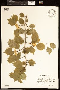 Crataegus macrosperma image