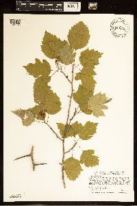 Crataegus macrosperma image