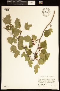 Crataegus macrosperma image