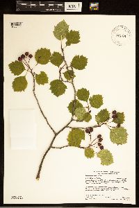 Crataegus macrosperma image
