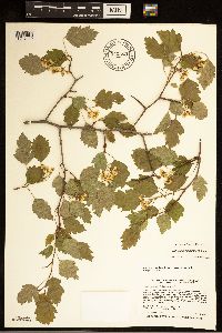 Crataegus macrosperma image