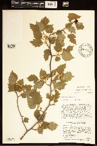 Crataegus macrosperma image