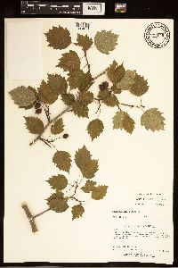 Crataegus macrosperma image